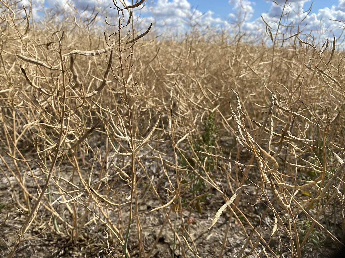 canola, drought