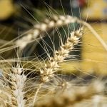 Close-up of a few soft white wheat heads with a yellow combine blurry in the background.