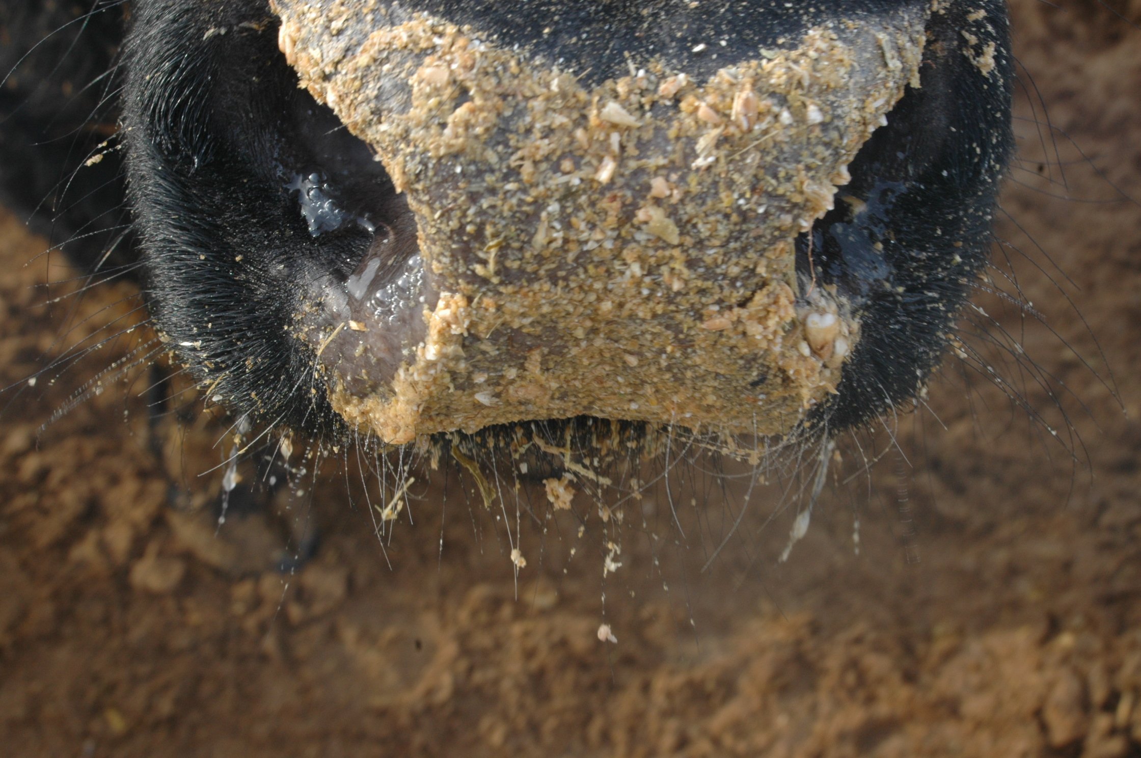 Close-up of the wet nose of a feeder calf who has been sticking its nose into feed consisting mostly of barley, at a feedlot.
