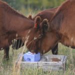 Two Red Angus cows lick a blue salt block held in a weathered wooden tray.