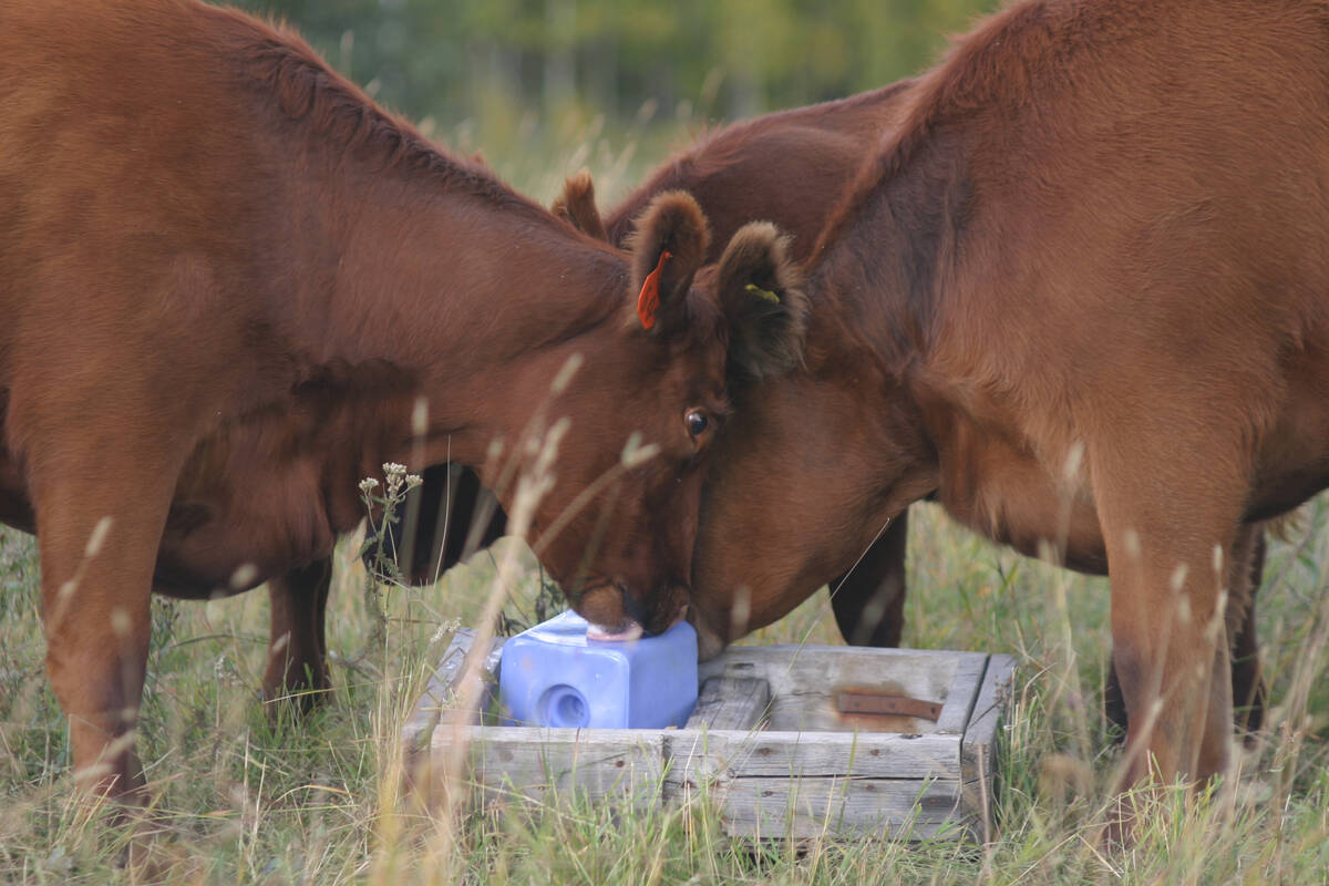 Two Red Angus cows lick a blue salt block held in a weathered wooden tray.