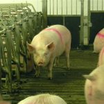 Pigs mill about in a barn.