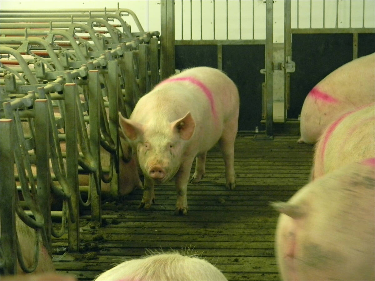 Pigs mill about in a barn.