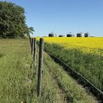 Looking down a fence line with a blooming yellow canola crop on the right side of the fence, a ditch and tree on the left, with five old metal and wooden granaries in the background.