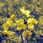 Close-up of the yellow flowers at the top of a blooming canola plant.