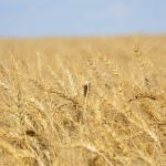A ripe wheat field west of Marcelin, Sask. on August 27, 2022.