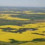 An aerial view of the "patchwork" of crops showing a high percentage of blooming, yellow canola fields.