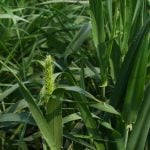Barley plant close up. taken at AAFC plots at AIM on July 15, 2025.