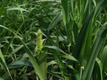 Barley plant close up. taken at AAFC plots at AIM on July 15, 2025.