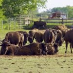 Bison rest from the summer heat in a paddock in the southern Interlake of Manitoba.
Photo: Alexis Stockford