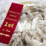 A red ribbon with, "Grasslands Sheep Exhibition 1st in Class" written on it in gold lettering sits atop some fleece in a plastic bag.