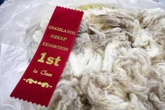 A red ribbon with, "Grasslands Sheep Exhibition 1st in Class" written on it in gold lettering sits atop some fleece in a plastic bag.