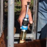 A hand holds a vaccination gun next to a calf held in a squeeze.