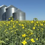A low angle photo of some canola plants partilly flowering with three steel grain bins blurry under a blue sky in the background.
