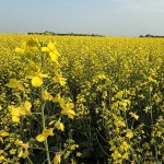A canola crop in full bloom with one plant featured.