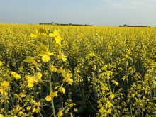A canola crop in full bloom with one plant featured.