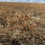 Green lentils fared a little better under drought conditions near Netherhill, Sask. on August 28. Michael Robin photo