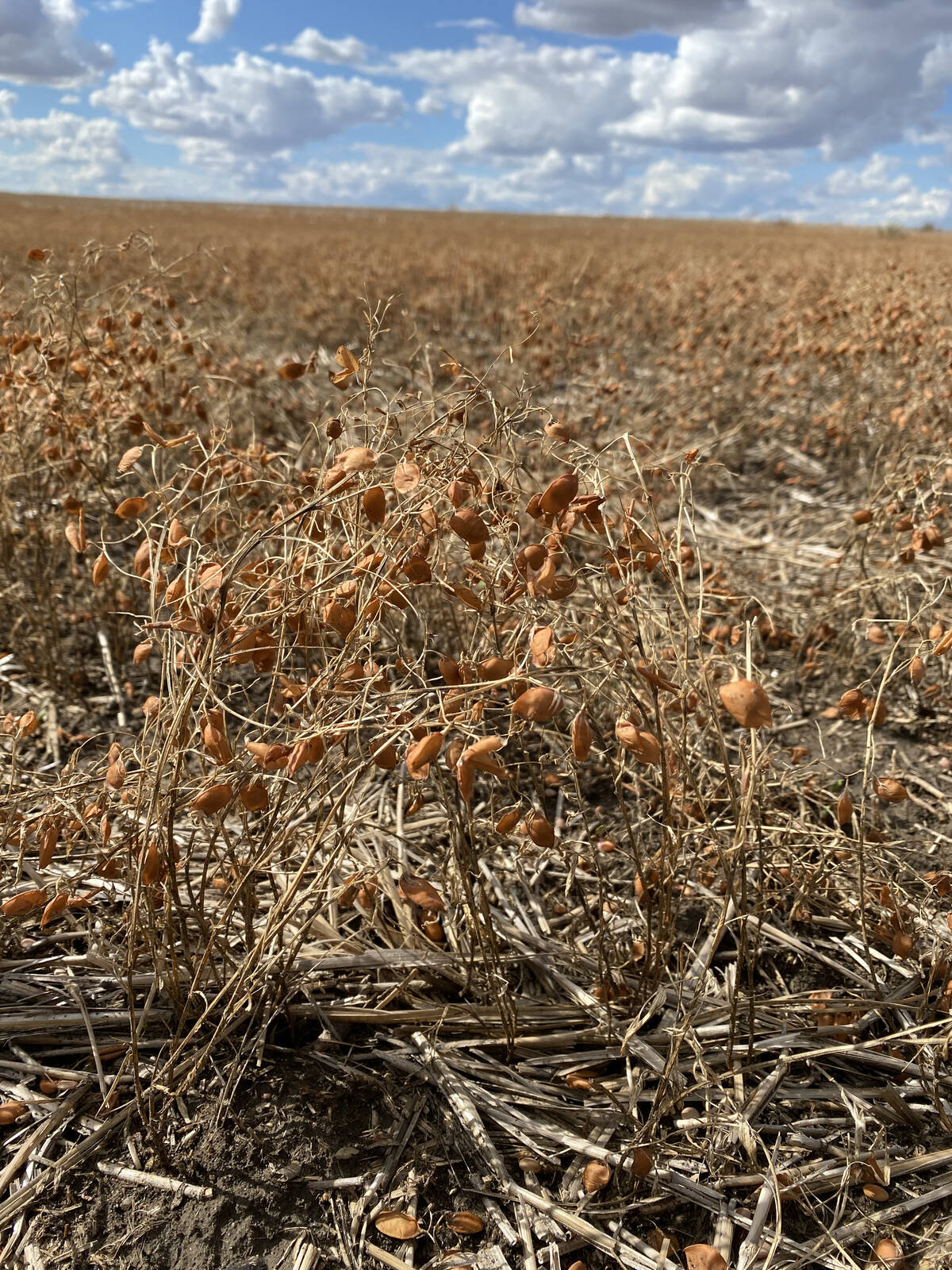 Green lentils fared a little better under drought conditions near Netherhill, Sask. on August 28.  Michael Robin photo