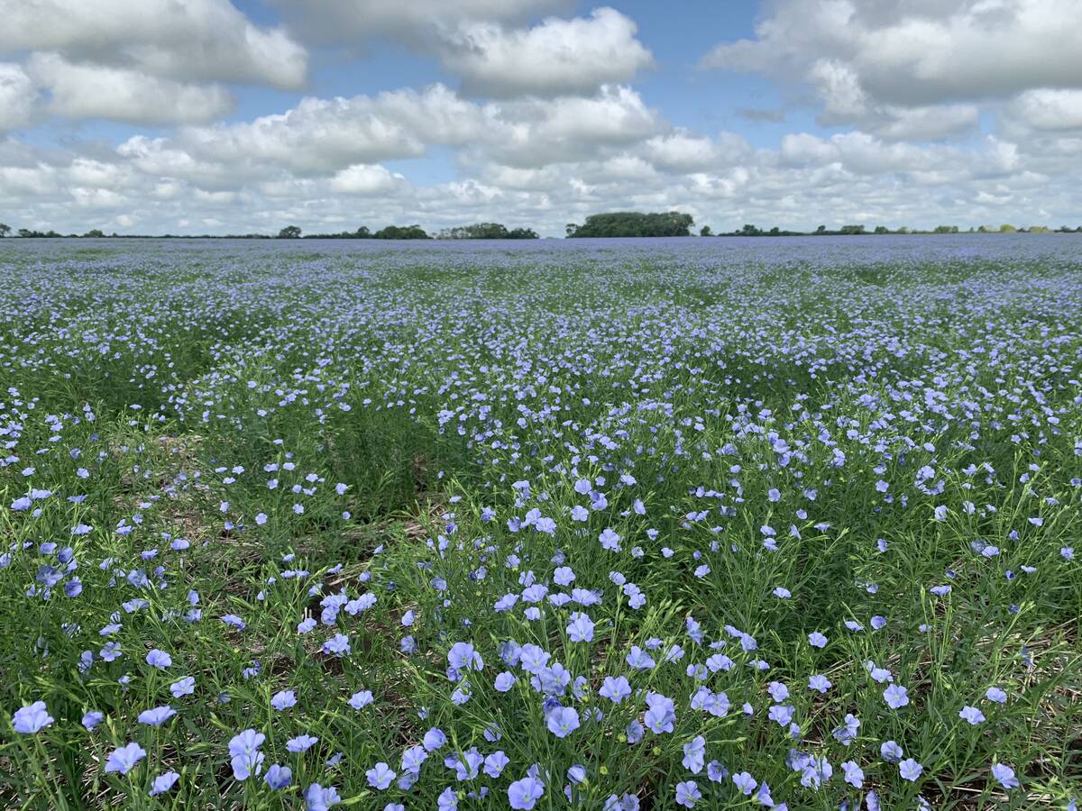A flax field southeast of Delisle, Sask. | Paul Yanko photo