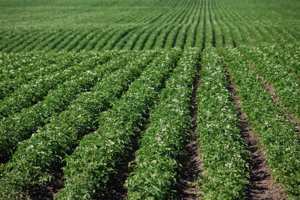 File photo of a potato field in Alberta’s Lacombe County. (COrthner/iStock/Getty Images)

