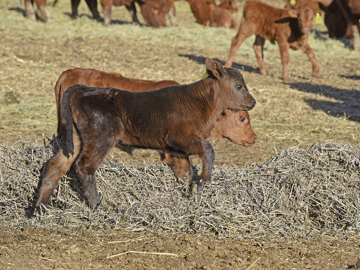 Calves frolick in fresh ground pea straw at the ranch of Justin Williams, west of Kyle, Sask.
