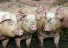 Three pigs with mud on their faces look at the camera in a pen.