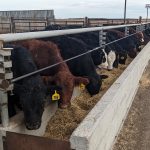 A line of cattle eat feed from a concrete bunk at a feedlot.