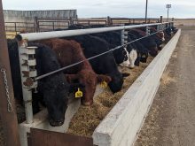 A line of cattle eat feed from a concrete bunk at a feedlot.