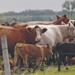 Cow-calf pairs are grazing in a pasture with a barbed-wire fence in the foreground.