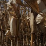 Fat cobs of ripe corn hang off corn plants.