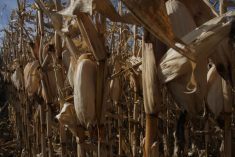 Fat cobs of ripe corn hang off corn plants.