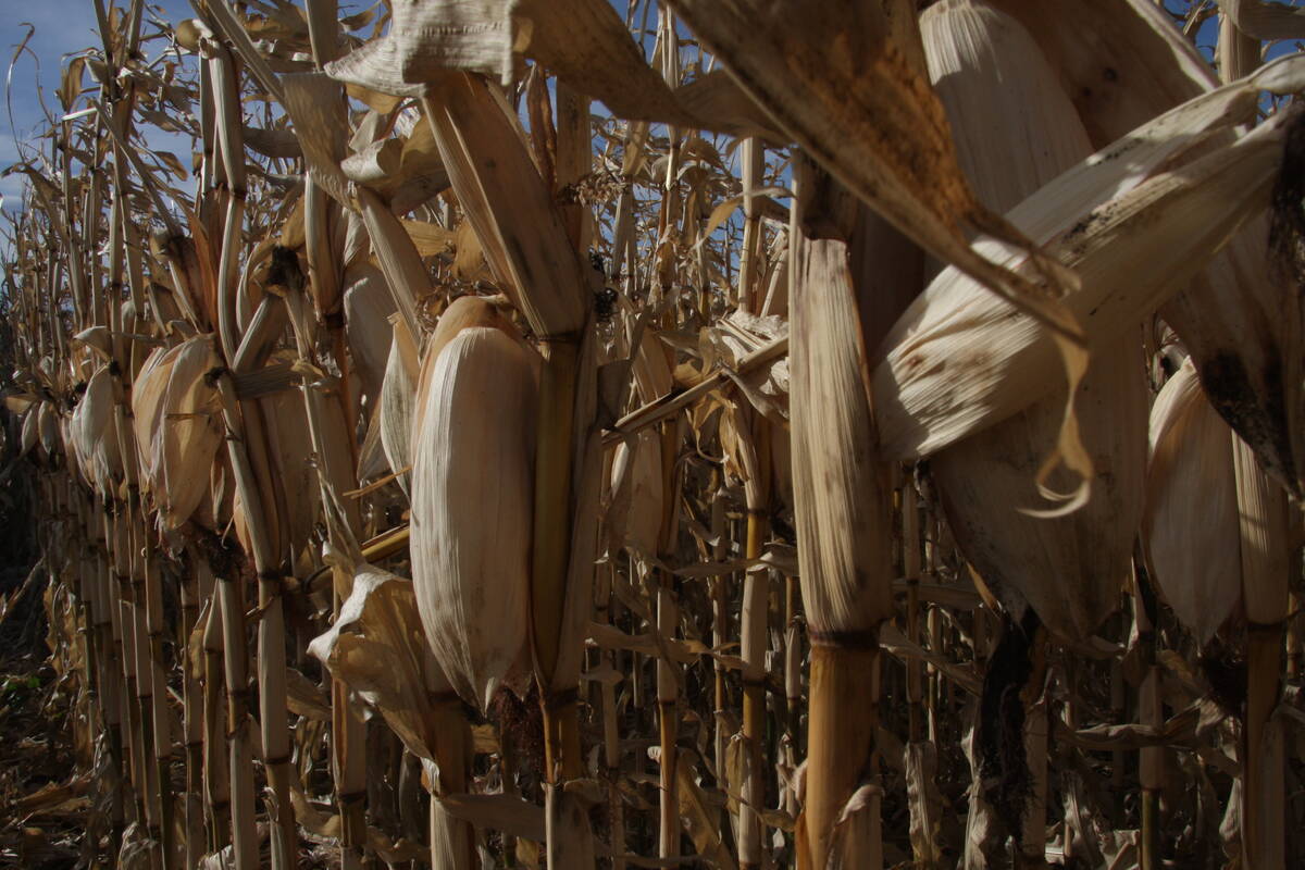 Fat cobs of ripe corn hang off corn plants.