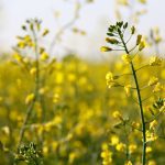 Close-up of a few blooming yellow canola plants with the remainder of the field blurred in the background.
