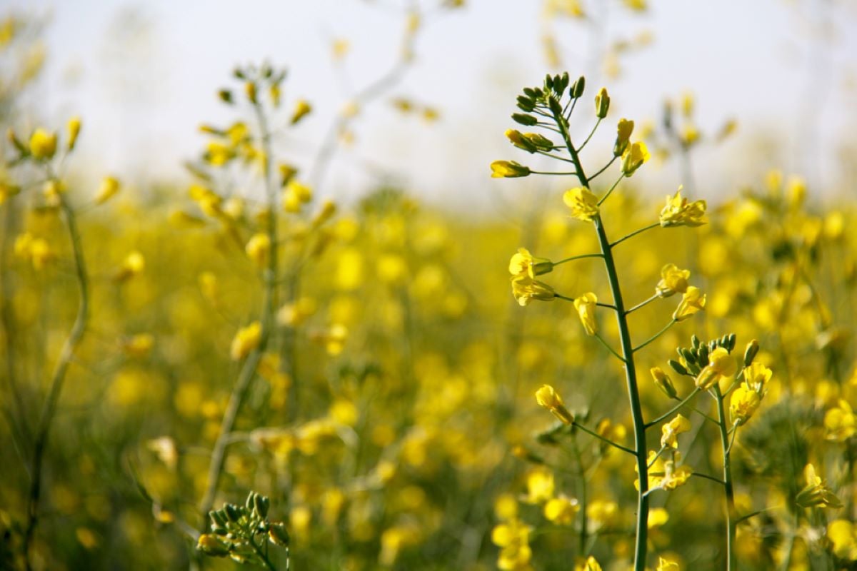 Close-up of a few blooming yellow canola plants with the remainder of the field blurred in the background.