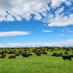 Black cattle graze a lush green pasture with mountains in the background and a brilliant blue sky with some puffy white clouds above.