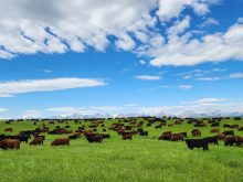 Black cattle graze a lush green pasture with mountains in the background and a brilliant blue sky with some puffy white clouds above.