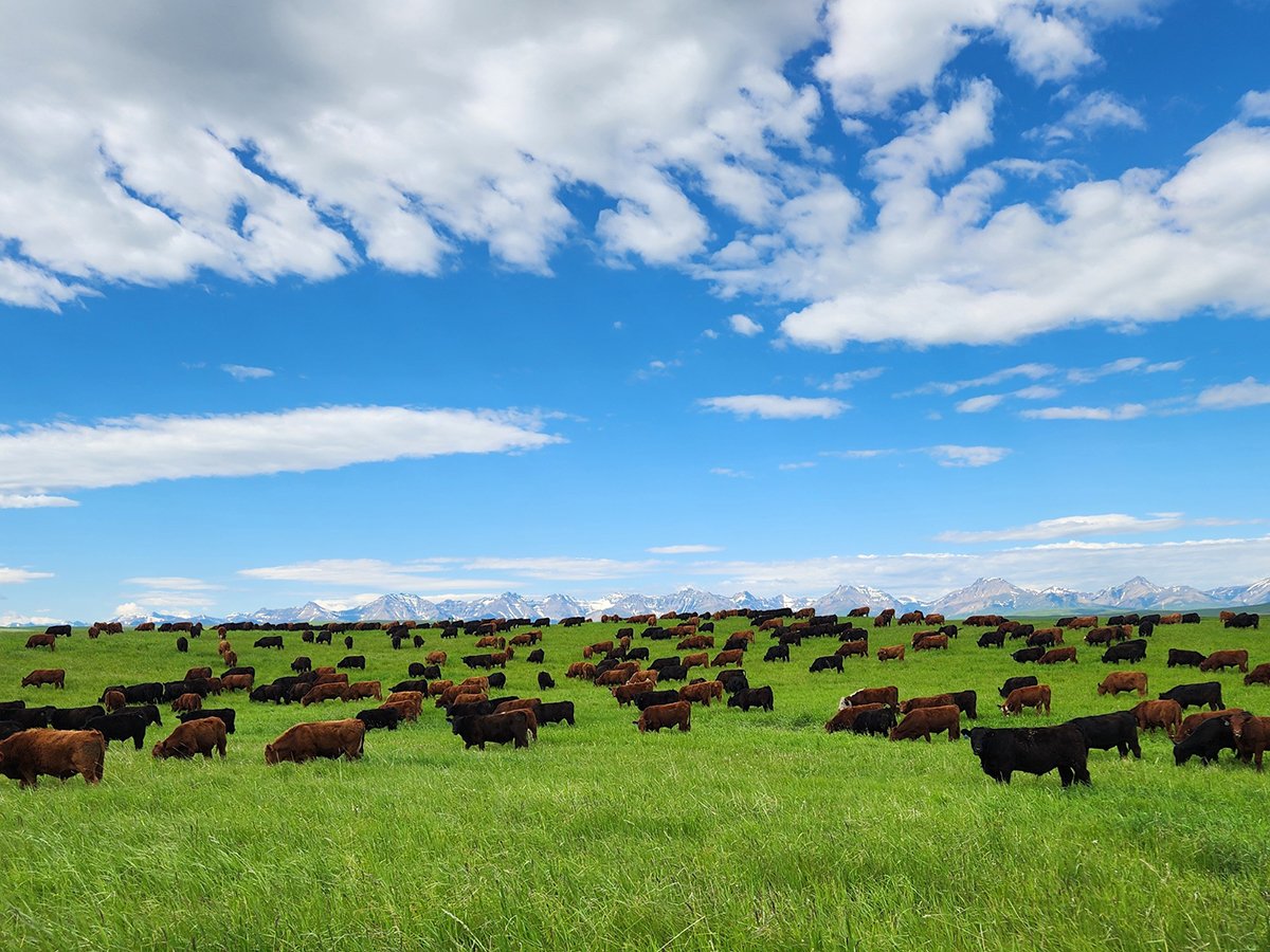 Black cattle graze a lush green pasture with mountains in the background and a brilliant blue sky with some puffy white clouds above.
