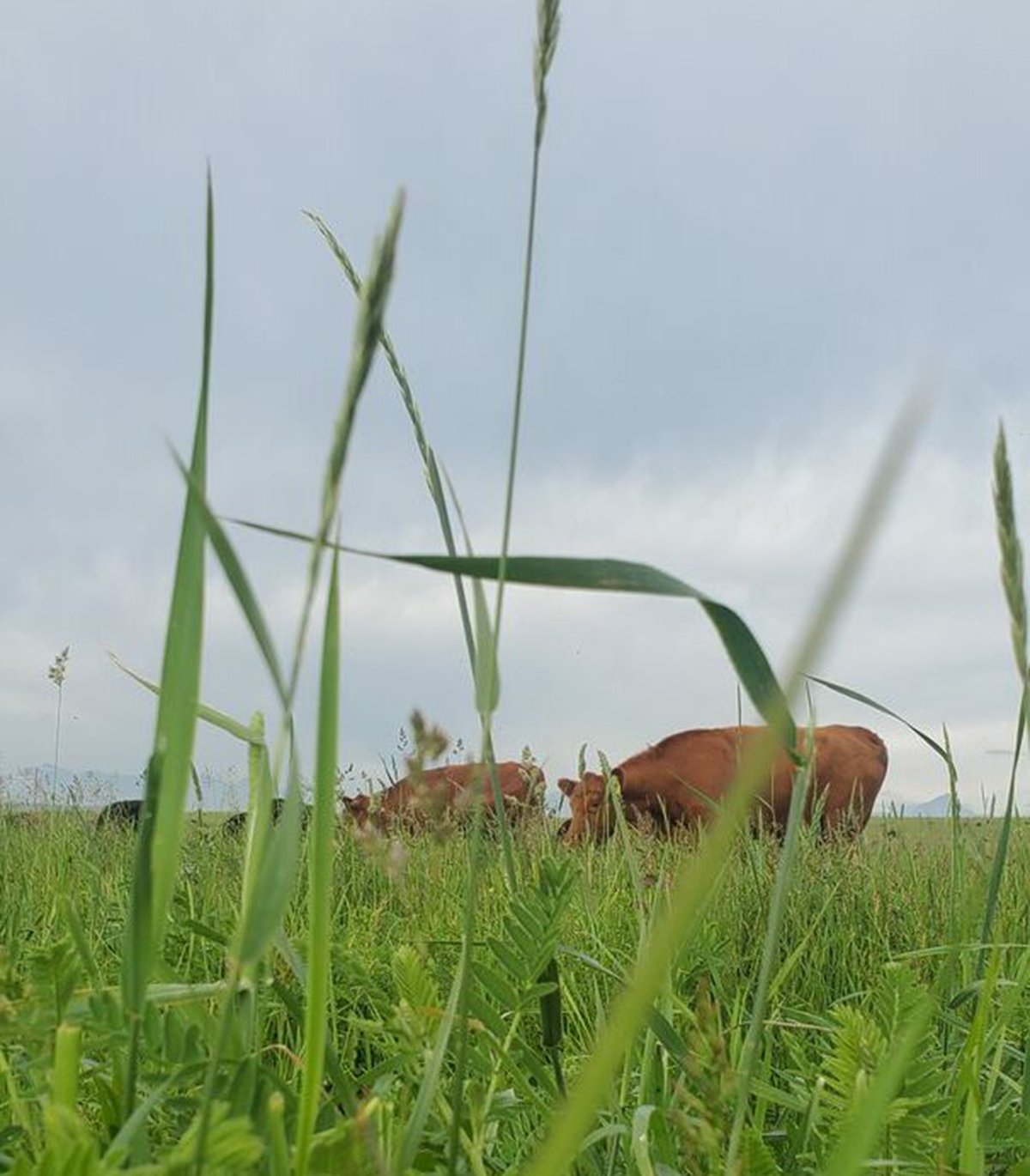 A low level photo looking between blades of grass at some cattle grazing in a pasture on a cloudy day with mountains visible in the background.