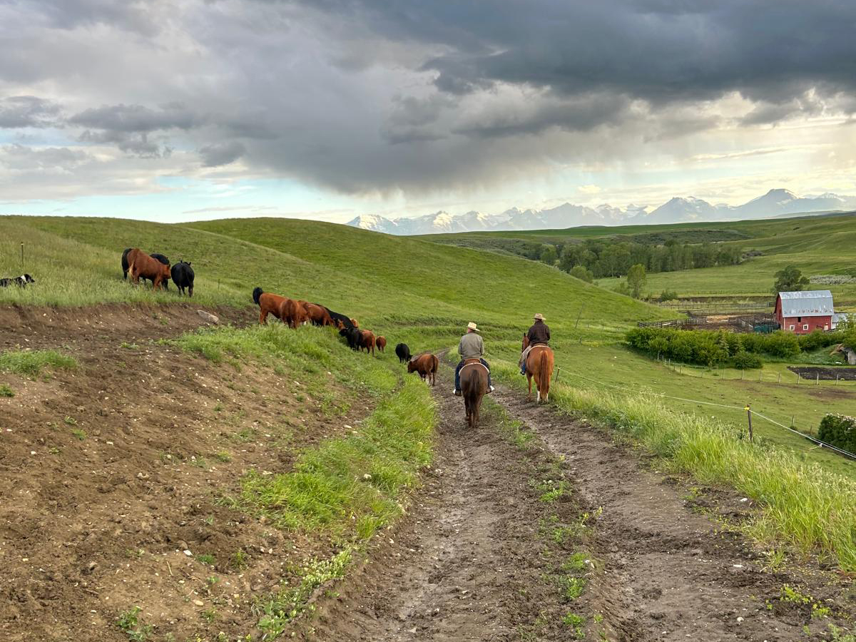 Two riders on horseback wearing cowboy hats move cattle along a dirt road toward a farmyard with a red barn in the distance. It's a cloudy day and mountains are visible in the distance.