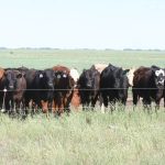 Cattle at the Livestock and Forage Centre of Excellence stand behind a fence in a dry pasture south of Clavet on June 20, 2023.