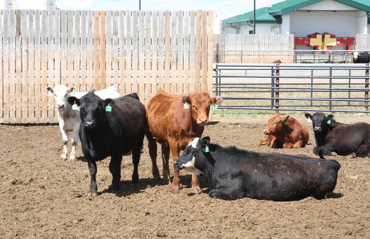 Cattle in an outdoor pen at the Livestock and Forage Centre of Excellence south of Clavet on June 20, 2023.