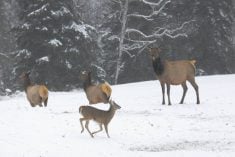 Deer and elk in a snowy clearing surrounded by forest.