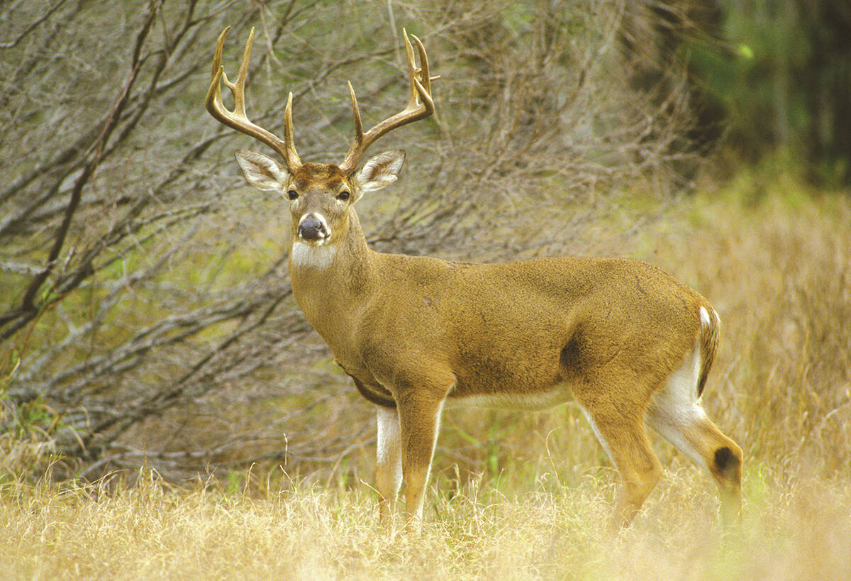 A white-tailed buck stands broadside to the camera amid some scrub brush.