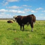 A Simmental bull on a lush green pasture under a blue sky.
