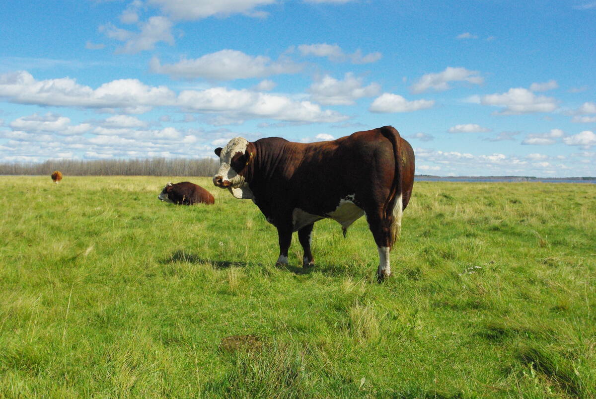 A Simmental bull on a lush green pasture under a blue sky.