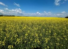 A canola field in full yellow bloom under a blue sky.