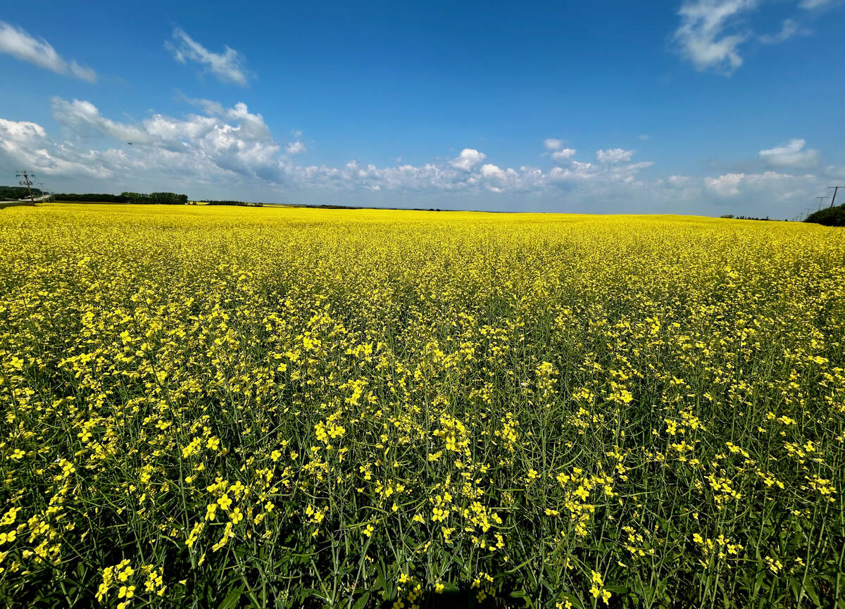 A canola field in full yellow bloom under a blue sky.
