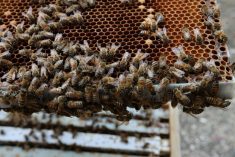 Several beekeeping groups in Canada have been pushing for the border to reopen to American bulk packaged bees. Photo: File
