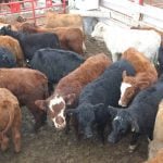 A group of about 20 calves are bunched together in a pen at an auction mart in Alberta.