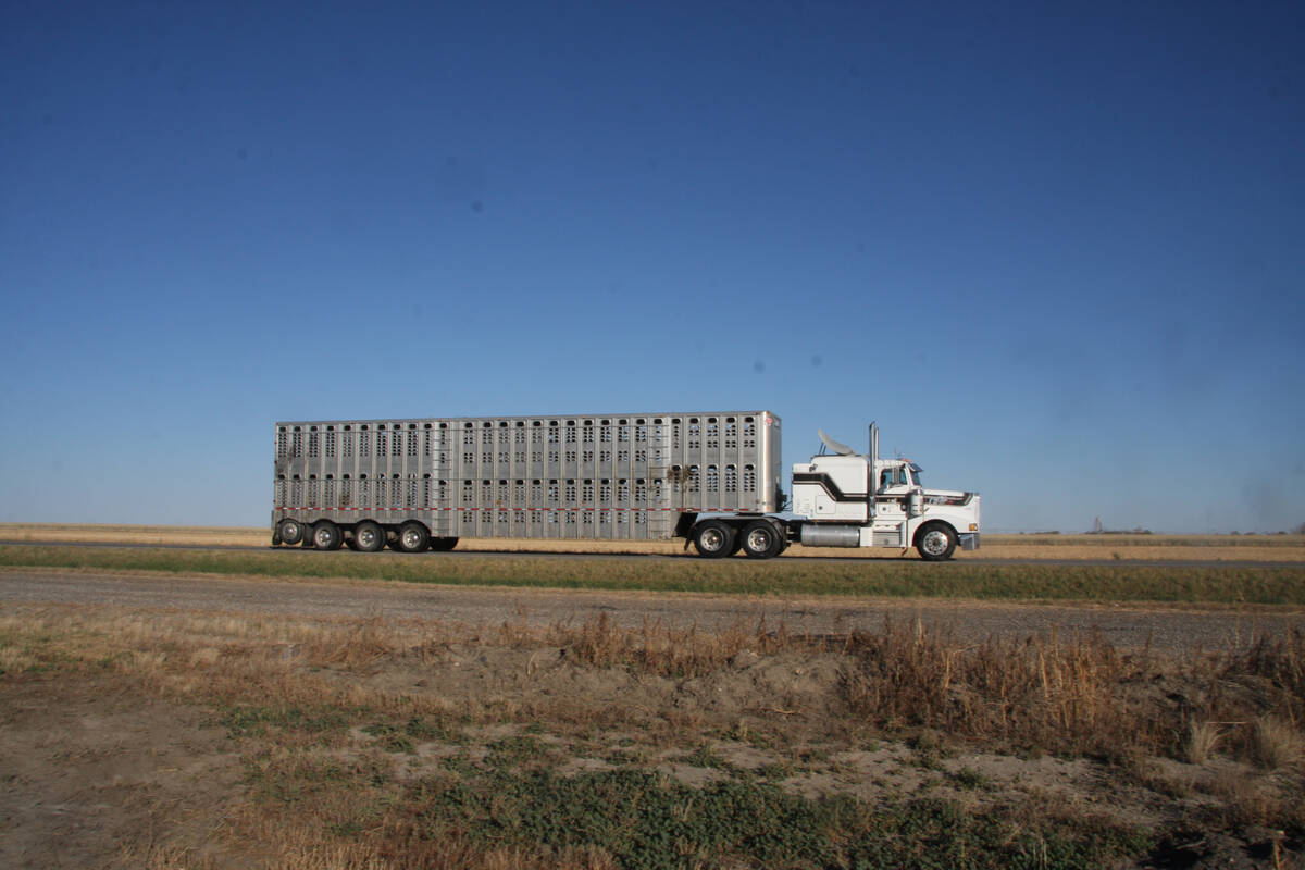 A cattle liner makes its way down a southern Alberta road under a clear blue sky to get its next load.